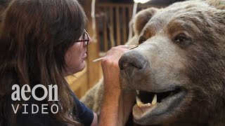 Inside the World Taxidermy Championships  Taxidermists [upl. by Ahsiad]