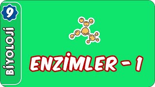 Enzimler1  9 Sınıf Biyoloji [upl. by Horgan]