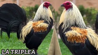 Condor Asil Grey Golden Radio  La Triplea Farm Owner Ali Monroy [upl. by Chapin]