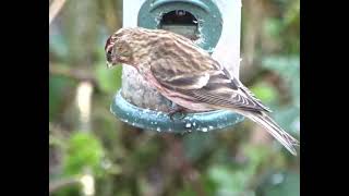 Redpoll [upl. by Avi]