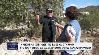 Η Ανομβρία quotστέγνωσεquot τις ελιές και στη ΜάνηΣτο 80 η ζημιάΔε θα μαζέψουμε φέτος λένε οι παραγωγοί [upl. by Siravat999]