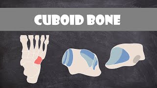 Cuboid Bone  Anatomy [upl. by Brietta]