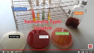 Salmonella Typhi isolated from Blood specimen from patient [upl. by Anirrak]