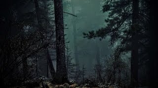 Forte Pluie En Forêt La Nuit  Sommeil Détente Etude Insomnies Acouphènes Spa 🎧 1 Heure [upl. by Rma]