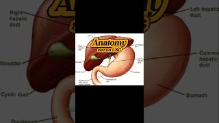 Gallbladder Sludge  Hepatization of Gallbladder  Cholecystitis on Ultrasound [upl. by Acimehs]