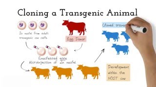 Transgenic Animals [upl. by Telracs]