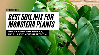 Best Soil Mix for Monstera Plants [upl. by Ahsiruam]