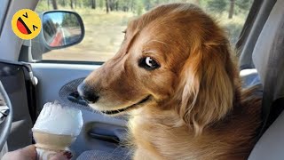 New Funny Animals 😂 Funniest Cats and Dogs Videos 😺🐶 [upl. by Zoa772]