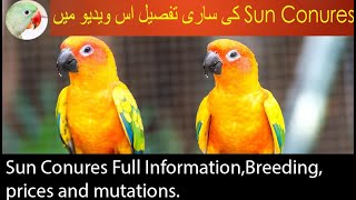 Sun Conure Parrot full information  Breeding  Prices  Mutations  Chicks in urduhindi [upl. by Aniuqal]