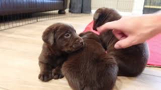 Chocolate Labrador Puppies Get BOOPED [upl. by Melvin]