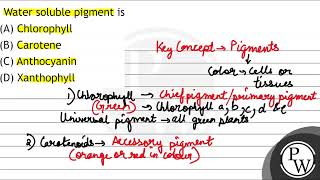 Water soluble pigment is A Chlorophyll B Carotene C Anthocyanin D Xanthophyll [upl. by Lleddaw713]