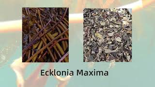 The Next Level Seaweed Fertilizer from Ecklonia Maxima  Dora AlgaNeo [upl. by Sukin]