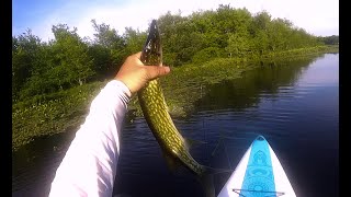 Exploring and Fishing Peconic River Long Island Ep 133 [upl. by Best]