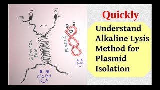 Plasmid isolation by alkaline lysis method [upl. by Innos911]