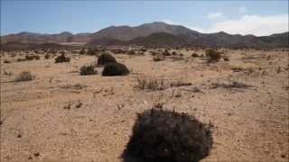 Copiapoa Desertorum I Hemisphere of thornswmv [upl. by Nedloh815]