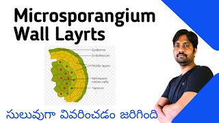 Microsporangium Wall Layers  Explained in Easy Way  Botany Most Important Questions [upl. by Navis846]