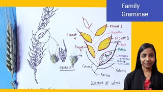 Family Graminae  in detail   Family Poaceae  allaboutbiology [upl. by Urita]