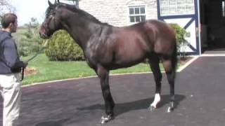 Fusaichi Pegasus 2000 Kentucky Derby Winner [upl. by Cirde]