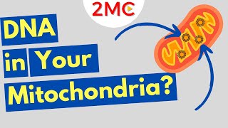 What is Mitochondrial DNA Three Fun Facts About mtDNA [upl. by Olenolin531]