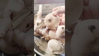 kattukalankallan iyarkaikalanmushroom raininduhomemaker [upl. by Revlis]