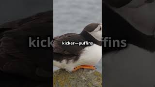 Puffin 🐧 The Clown Of The Sea [upl. by Eneroc]