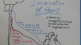 Venous drainage and Innervation of Heart [upl. by Vivle]