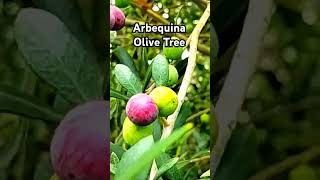 The Arbequina Olive Tree tnog youtubeshorts olivetree neworleans [upl. by Annaor792]