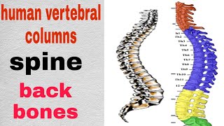 vertebral columnsspineback bonestypes of vertebrashow much vertebras are therehuman vertebras [upl. by Eellah336]