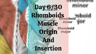 Day 630 Rhomboids muscle origin and insertion [upl. by Yrokcaz610]