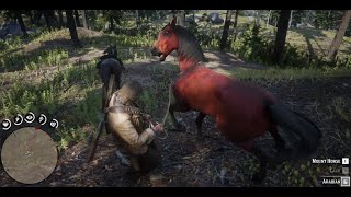 Red Dead Redemption 2 Free Arabian red chestnut horse location [upl. by Leonardi]