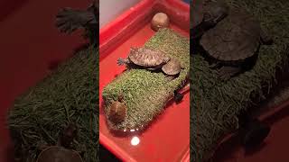 tortoise turtleshell turtle animals reptiles turtleisland nature cute cuteturtle [upl. by Duster]