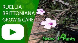 Ruellia brittoniana  grow and care Attract Pollinator [upl. by Ahsinert]