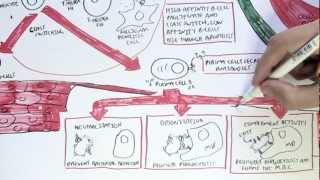 Immunology Map VI  Humoral Immunity [upl. by Atir]