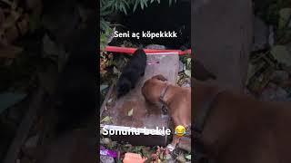 Sokak köpeği tüm mamaları yedi [upl. by Clim187]