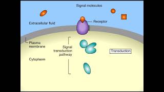 Cell Signaling Overview Animation [upl. by Beaner84]