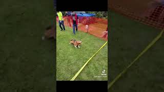 Watson in the basset hound races shorts bassethound puppy cute race hound tiktok summer [upl. by Alakcim259]