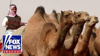 Camel beauty pageant rocked by Botox scandal [upl. by Uase]