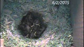 Blackcapped Chickadee Nest Box [upl. by Nada369]