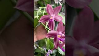 phalaenopsis ðŸŒ¸ðŸ¥¬Mituo Speciosa BlueStarfish ðŸ¦œðŸŒ± [upl. by Erb493]