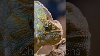 The Secret Behind Chameleons Color Magic [upl. by Pauly]