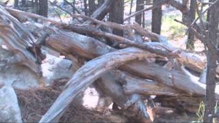 BIGFOOT RESEARCH 1 OCT 2013 BIGFOOT DOUBLE SIGHTINGS NESTS [upl. by Ernie]