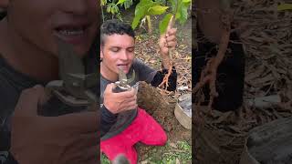 Técnica para que las plantas trasplantadas prendan [upl. by Alah403]