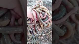 Meet the Hammerhead Worm Natures Tiny Predator 🐛 [upl. by Ahsatel]