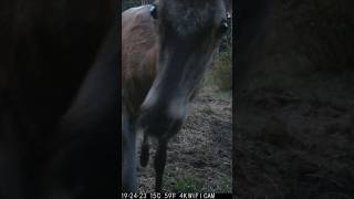 Taniec jelenia Deer dance fotopułapka nature cameratrap deer trailcam animals natura [upl. by Evangelist]