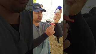 गाय को इंजेक्शन कैसे लगाते है  injecting Cow With a Gun shorts [upl. by Teews488]