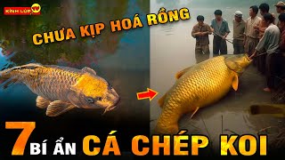 🔥 7 Bí Ẩn Ly Kỳ Và Thú Vị Về Cá Chép Koi Mà Đến Dân Nuôi Cá Sành Sỏi Chưa Chắc Đã Biết I Kính Lúp TV [upl. by Mirella]