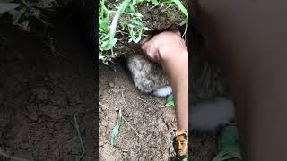 rabbit cat bunny dog animals cute shortvideo rabbiteating pet birds [upl. by Oiramal]