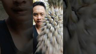 Buah sisik naga asmr satisfying youtubeshorts shorts [upl. by Meaghan]