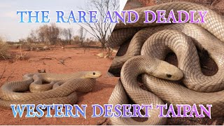 I CAUGHT THE RAREST TAIPAN ON EARTH [upl. by Ccasi339]