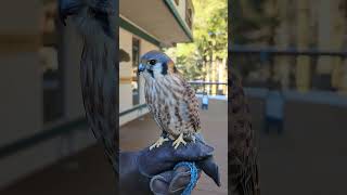 Upclose with Fe American Kestrel [upl. by Etaner]